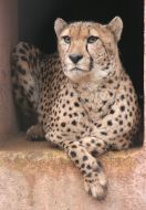 Cheetah