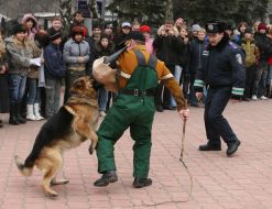 Кинолог с овчаркой