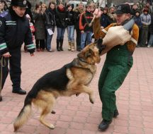 Кинолог с овчаркой