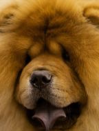Chow-chow