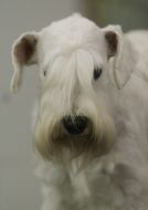 Sealyham terrier