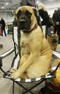 Mastiff
