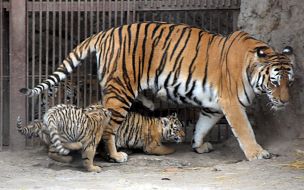 Tigress with tiger cub
