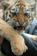 Tiger cub