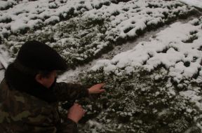 A worker takes away snow from fir-trees in a hothouse