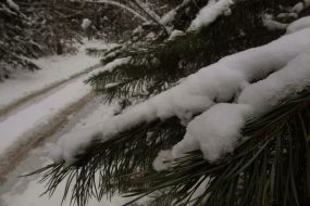 Fir-trees plantation