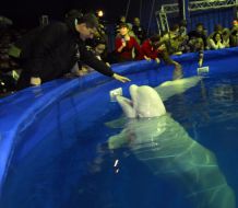 Visitors look after white whales appearance