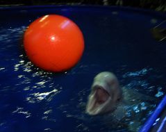 White whales appearance