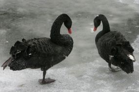 Black swan