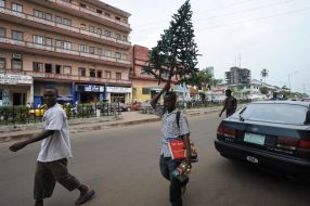 A local habitant looks carries a fir-tree