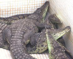 Крокодилы