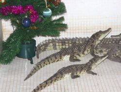 Крокодилы возле новогодней ёлки