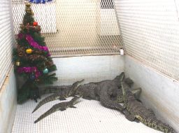 Крокодилы возле новогодней ёлки