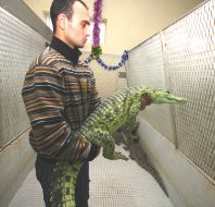 Работник питомника ”Шоу крокодилов”