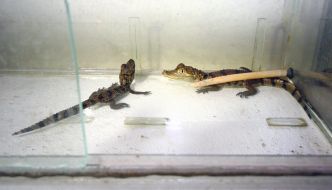 Маленькие крокодилы