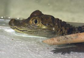 Маленький крокодил