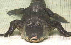 Крокодил