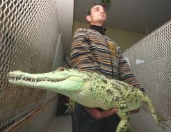 Работник питомника ”Шоу крокодилов”