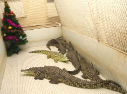 Крокодилы возле новогодней ёлки