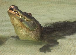 Крокодил