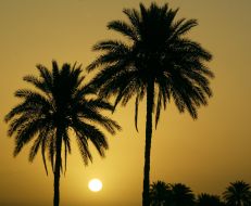 Tourism. Babylon. Iraq