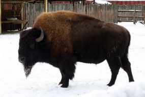 Bison