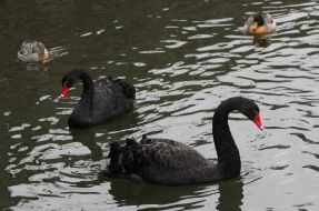 Birds. Black swans