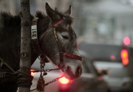 Лошадь, запряженная в телегу