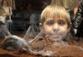 Boy at the insects exhibition