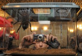 Spiders exhibition