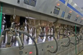 Cows are in a milking hall
