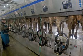Cows are in a milking hall