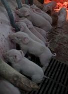 A sow feeds piglings