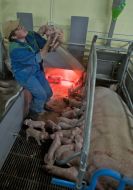 A sow feeds piglings