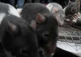 Rats run out from a cage