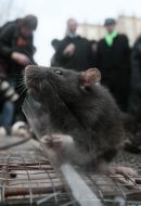 Rats run out from a cage