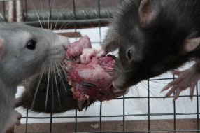Rats eat each other