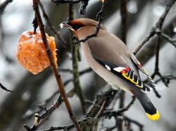 Птицы. Свиристель