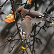 Птицы. Свиристель