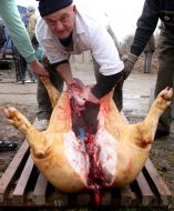 Мужчины обрабатывают тушку свиньи