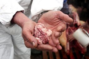 Мужчина держит мозги только что зарезанной свиньи