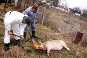 Мужчины обжигают свинью