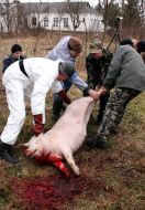 Мужчины переносят тушку свиньи