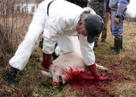 Мужчина держит зарезанную свинью