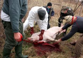 Мужчины режут свинью