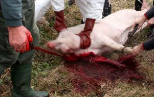 Мужчины режут свинью