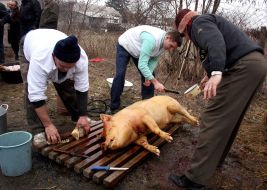 Мужчины чистят свинью после обжигания