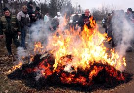 Мужчины обжигают свинью