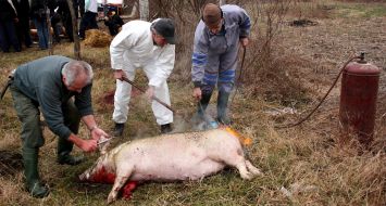 Мужчины обжигают свинью