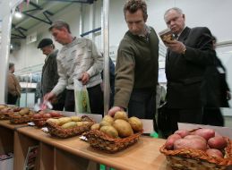 Dutch potato sorts on KievAgriHort international exhibition